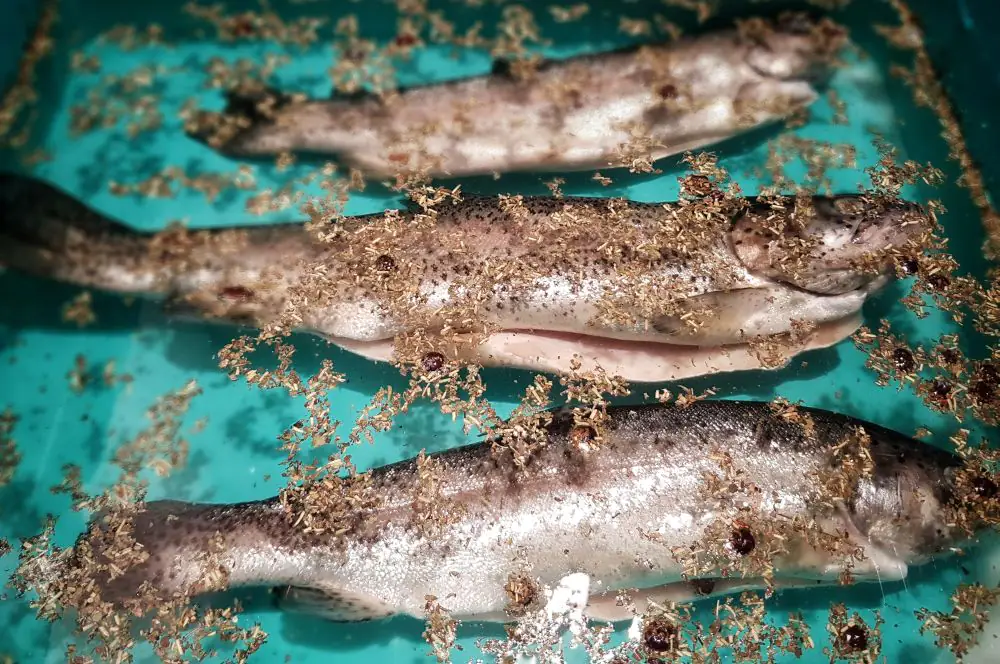 Geräucherte Forellen - Anleitung Fisch räuchern 3 geräucherte Forellen