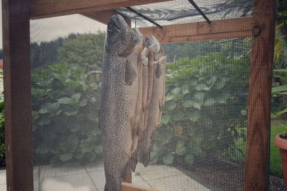Geräucherte Forellen - Anleitung Fisch räuchern 4 Forellen räuchern