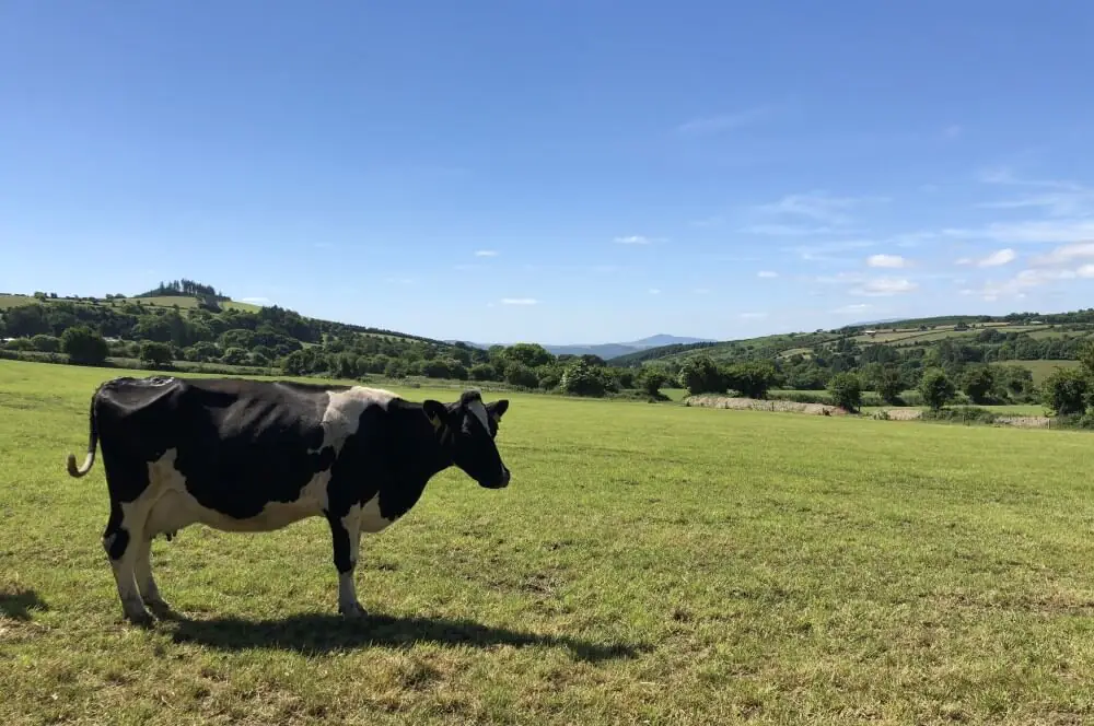 Irland-Reise 2018 mit Kerrygold 3 Endlose Weiten bei der Weidehaltung der Kühe
